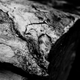Image for article titled Wood Shooting Challenge